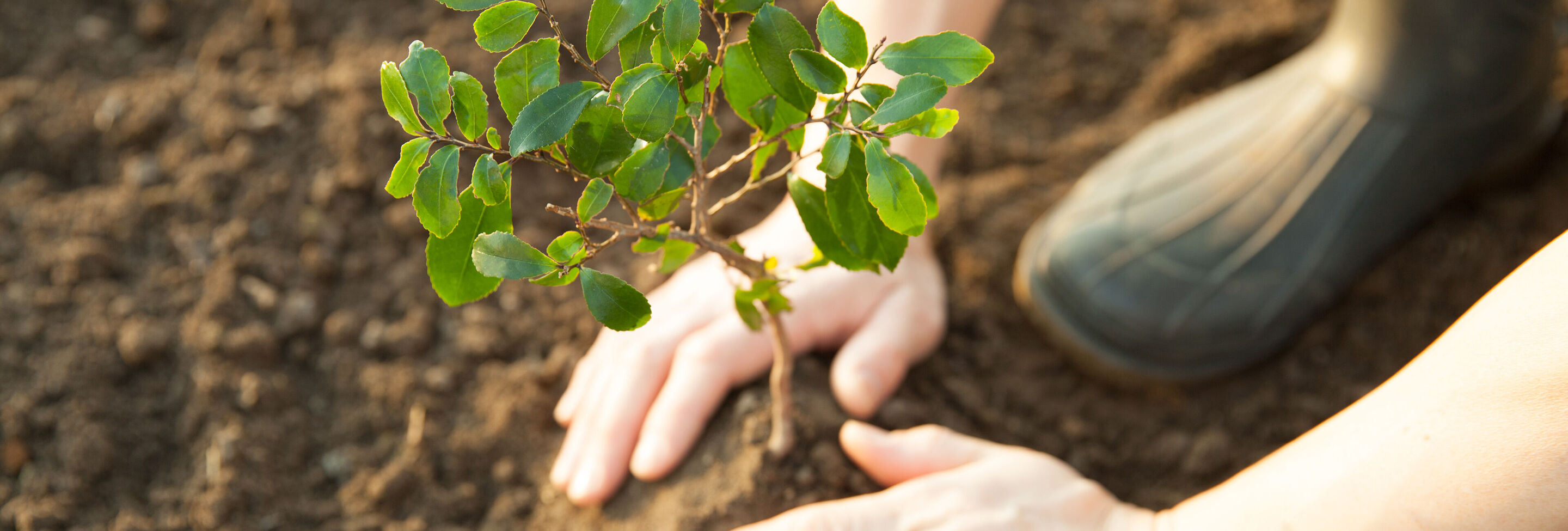 Une personne plante un jeune arbre dans le sol.