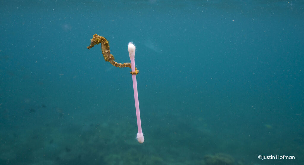Un hippocampe nage à côté d'un coton-tige dans l'océan.