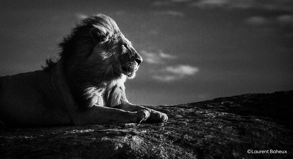 Un lion majestueux est allongé sur un rocher et observe les environs.