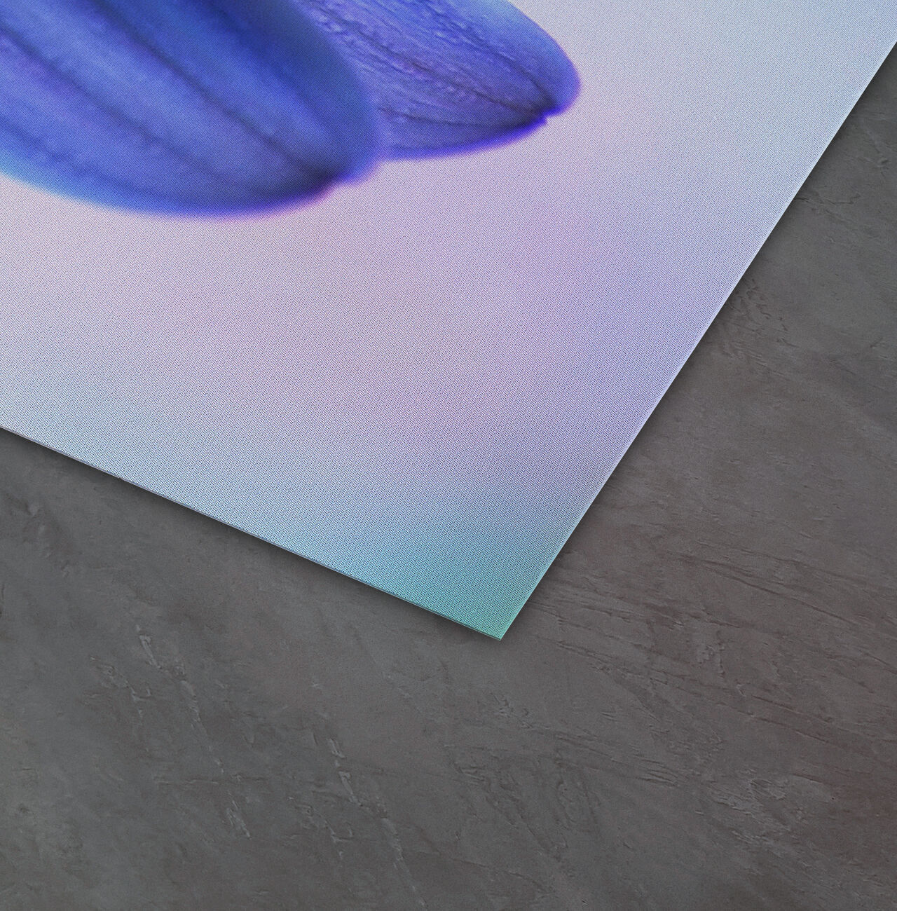 Gros plan d’une fleur bleue sur un fond dégradé doux.