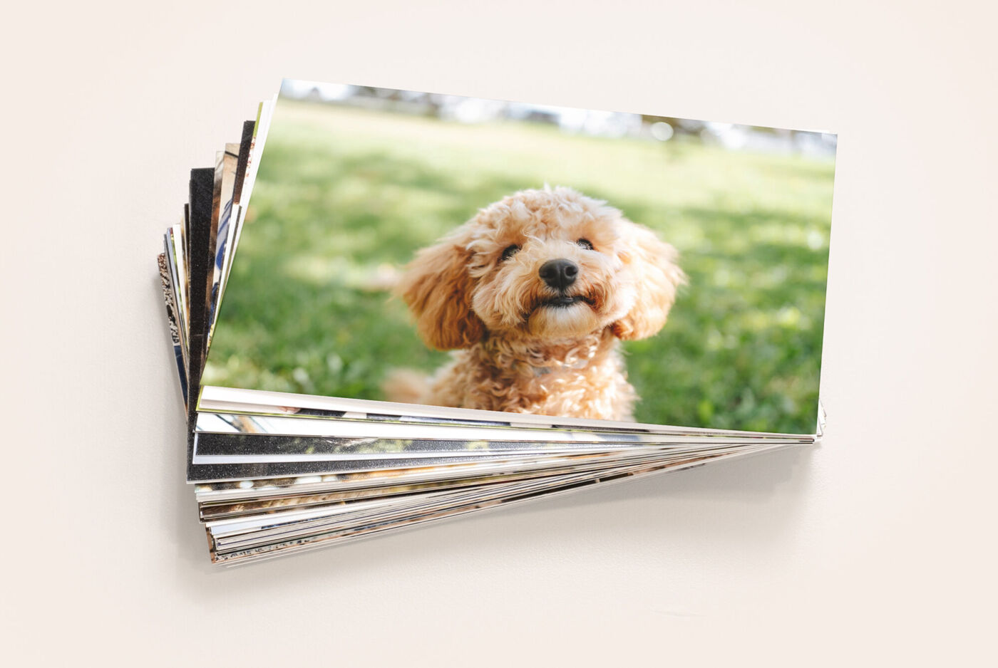 Tirage photo classique avec le portrait d’un chien dans la nature