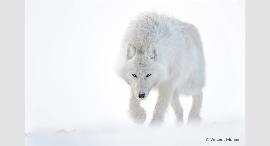 Un loup arctique marche dans la neige entouré d'un paysage d'hiver