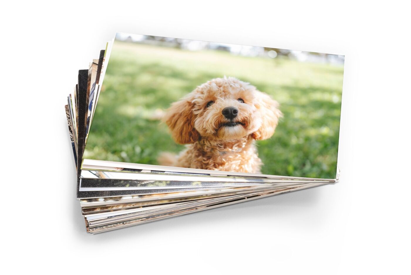 Tirage photo classique avec le portrait d’un chien dans la nature