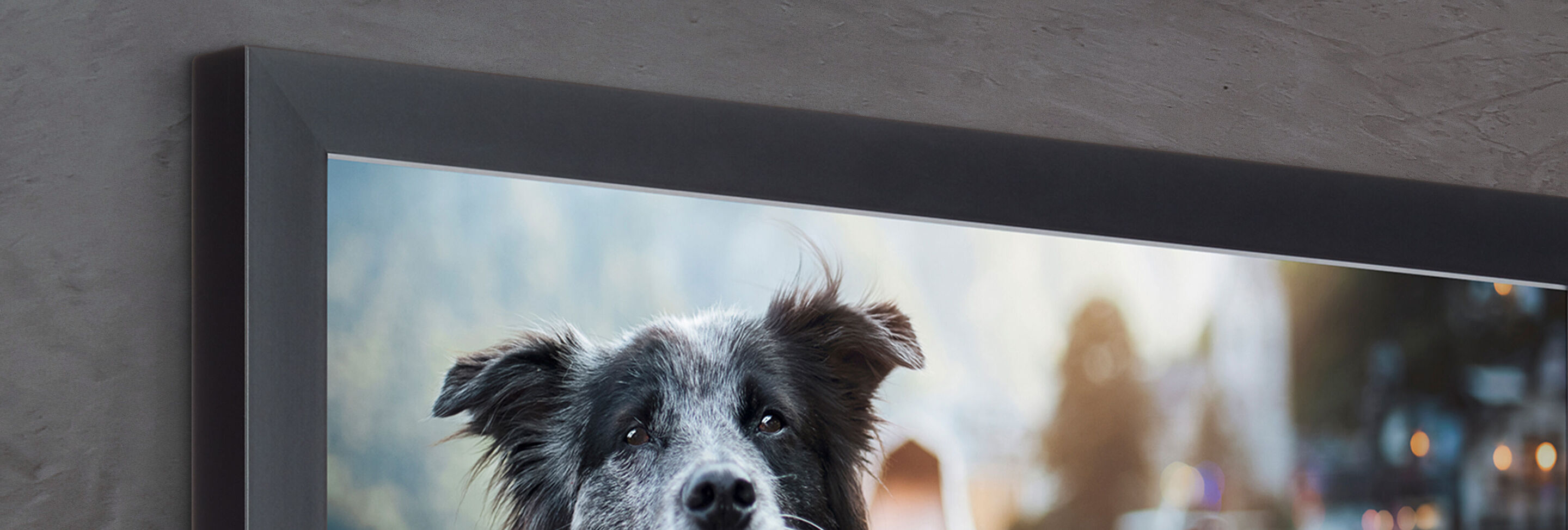 Un border collie affectueux avec des yeux doux sur un fond moderne gris.
