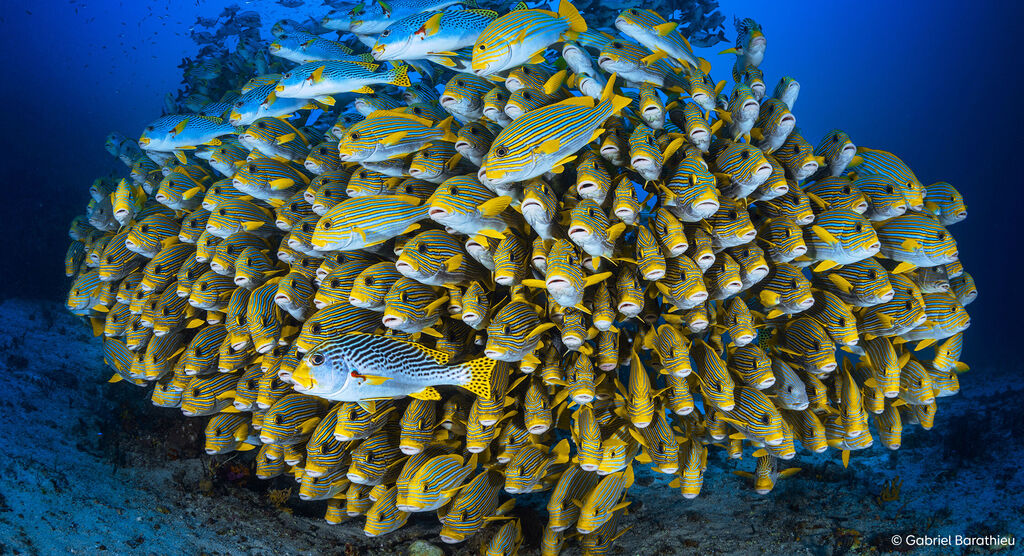 Un grand groupe de poissons rayés jaunes nage ensemble dans l'eau bleue.