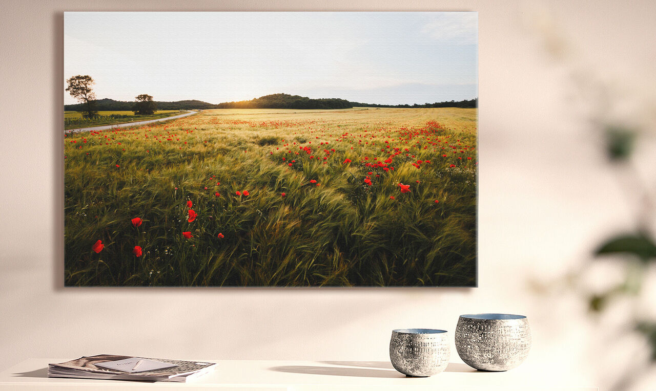 Champ fleuri avec des coquelicots rouges et des collines douces en arrière-plan