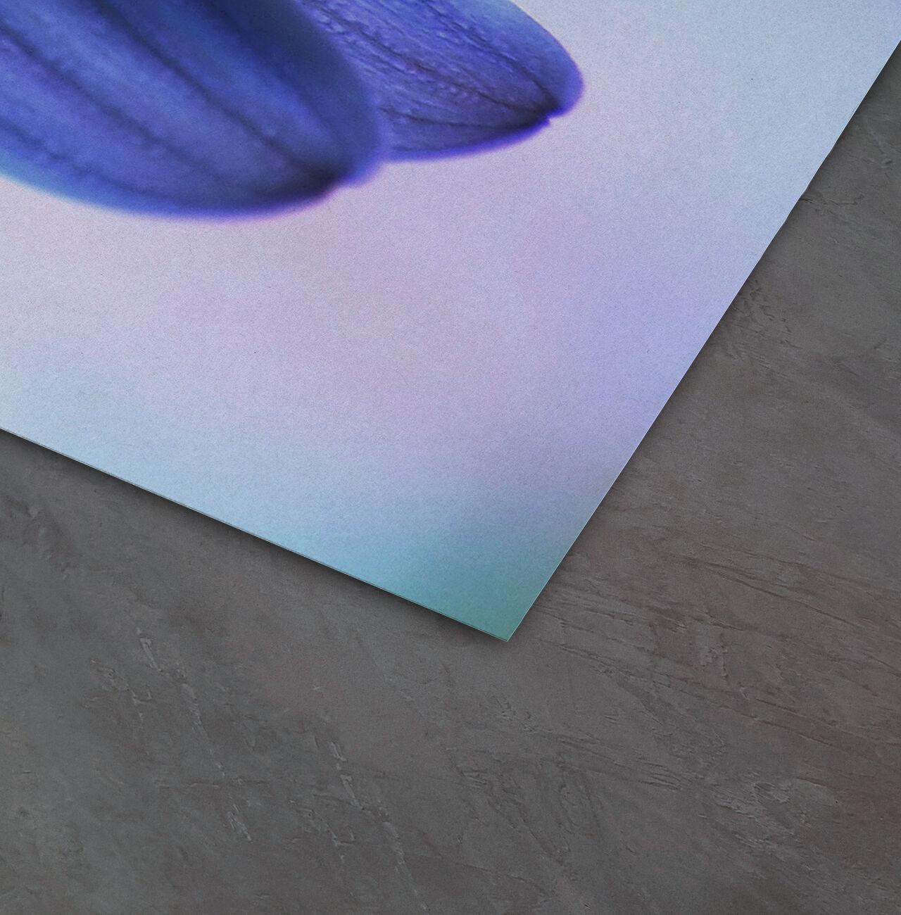 Crocus bleu avec délicates pétales sur fond coloré