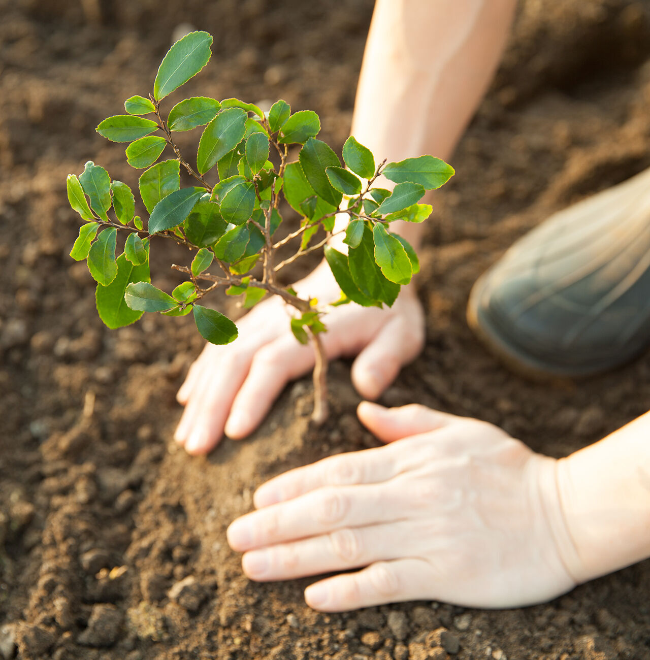 Une personne plante un jeune arbre dans une terre fertile.