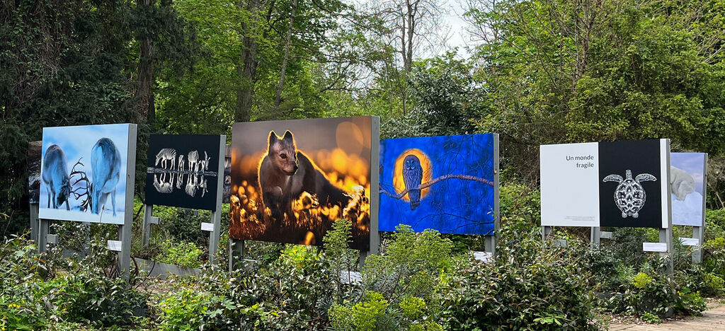 Photographies animalières variées sur des panneaux d'exposition dans un parc verdoyant.