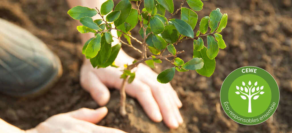 Un jeune arbre est planté dans le sol par des mains, respectueux de l'environnement et durable, CEWE.