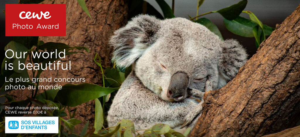 Un koala endormi entouré de feuilles vertes, montrant une exposition des CEWE Photo Awards.