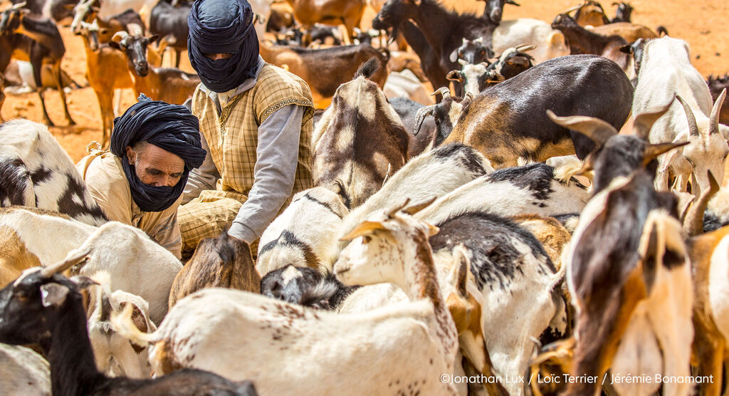 Un homme est avec des chèvres sur un terrain de sable et s'occupe d'elles avec soin