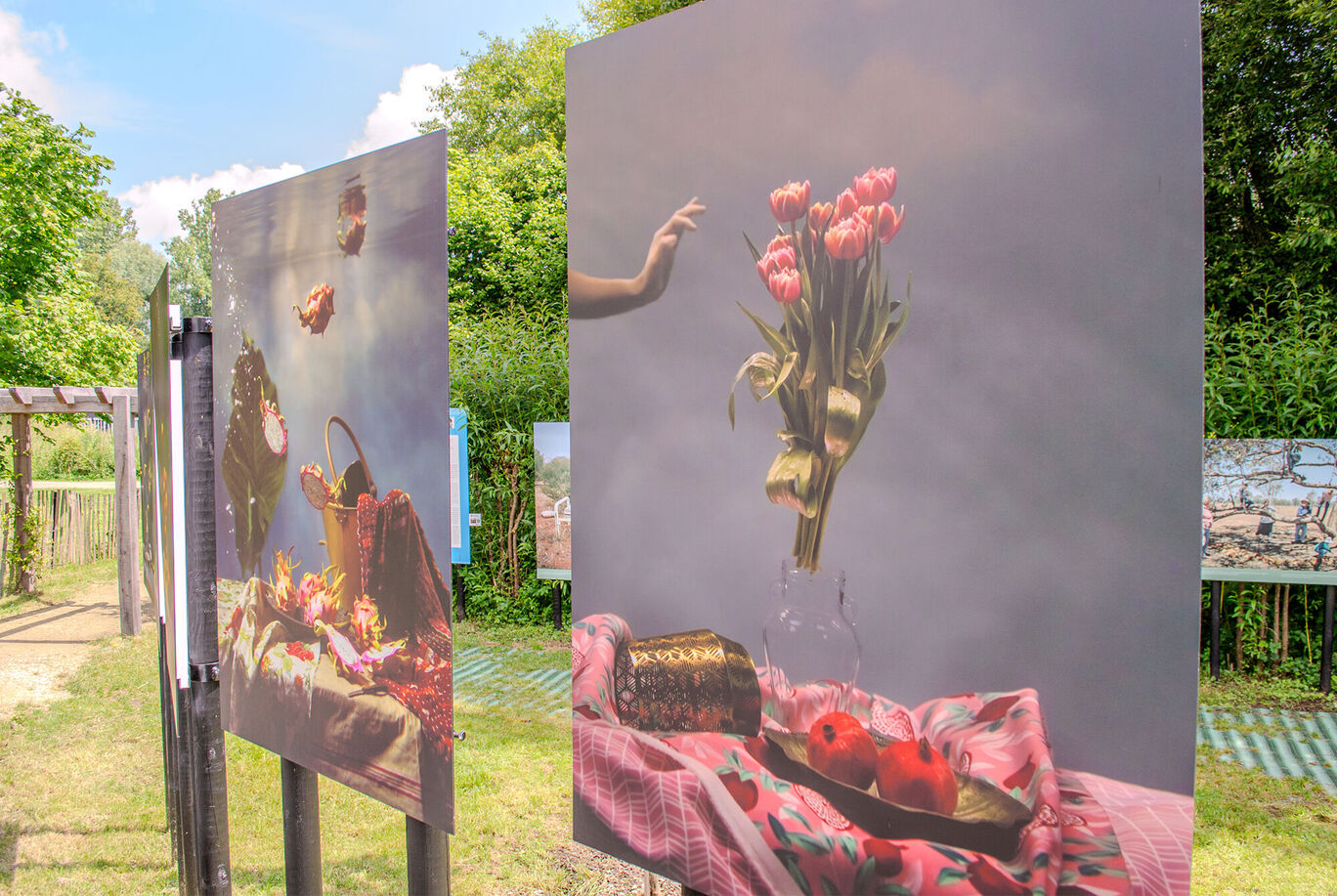 Deux grandes images montrent un bouquet coloré de tulipes et une main qui pointe vers le haut. En arrière-plan, on voit des arbres verts.