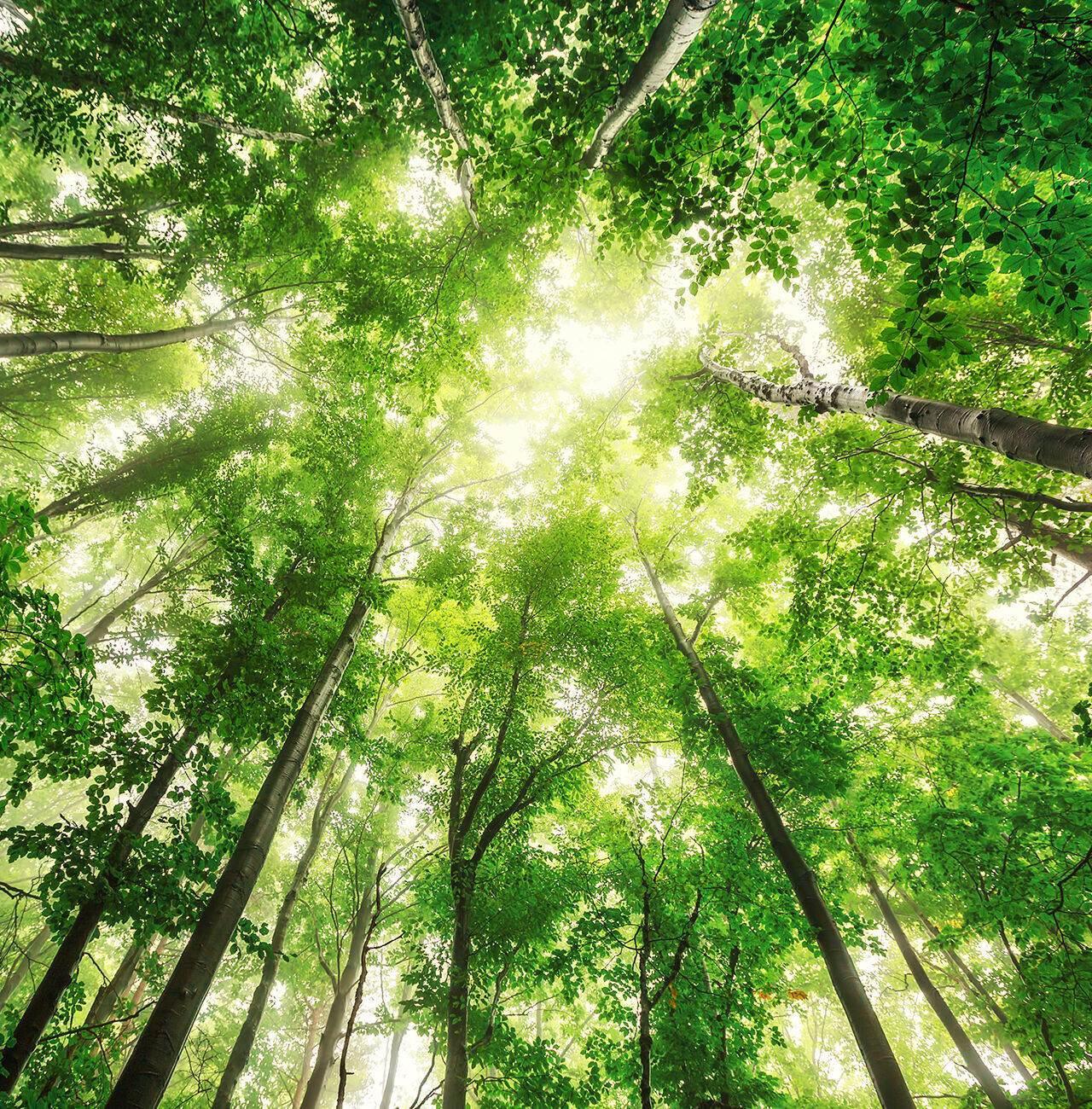 Vue dans la forêt luxuriante et verte avec une lumière éclatante.