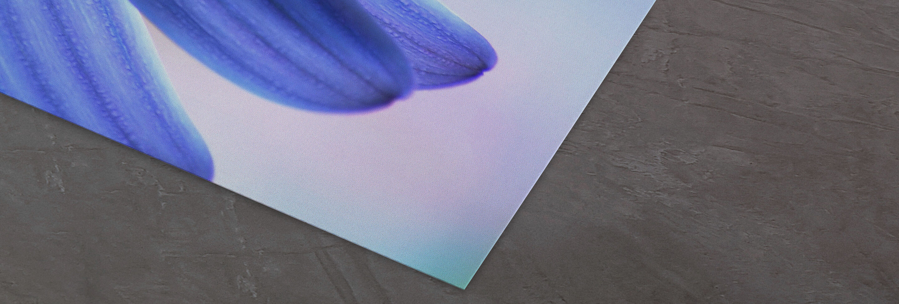 Gros plan de pétales de fleurs bleues sur un fond doux.