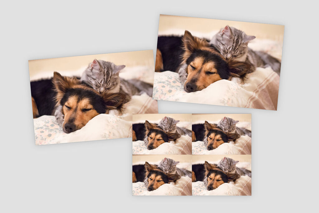 Lot de photos d'un chien de différentes tailles